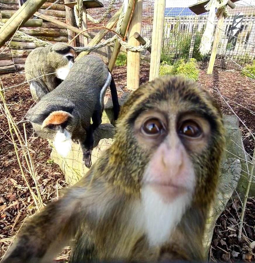 Fife_Zoo's tweet photo. Like father like daughter! 🤣 
.
.
.
#fifezoo #debrazzasmonkey #photoready #notcamerashy #limelight #centerofattention #likefatherlikedaughter #appledoesntfallfarfromthetree https://t.co/DlKgaQLLdH
