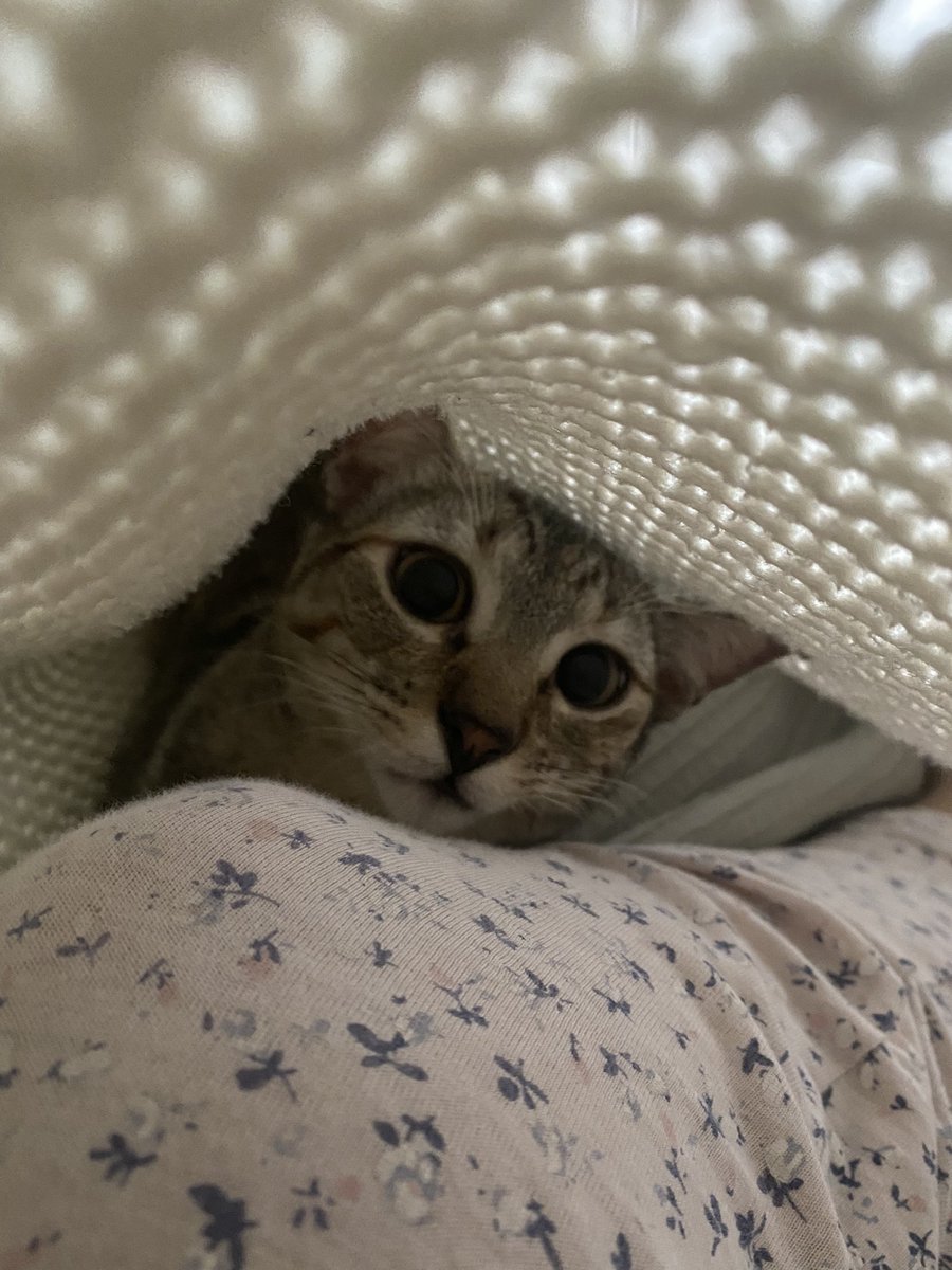 sarisssu's tweet photo. Fotos varias de mi gata para q os alegre la tarde de estudio https://t.co/Nn5GbmIo58
