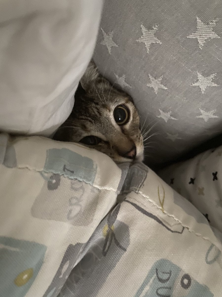 sarisssu's tweet photo. Fotos varias de mi gata para q os alegre la tarde de estudio https://t.co/Nn5GbmIo58