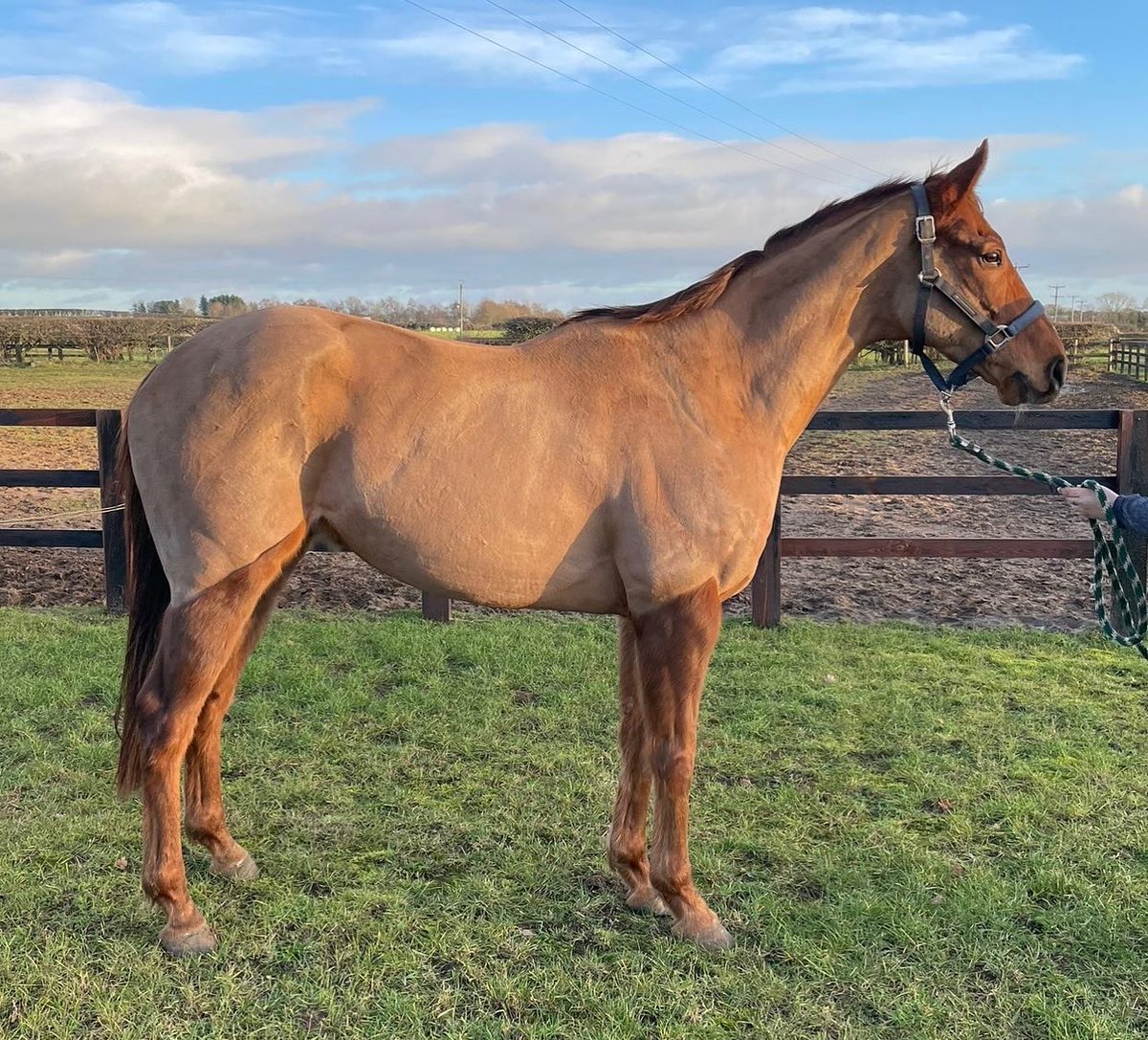 Ruth Carr on Twitter "So it has started washing, clipping and rugging the horses ready for the