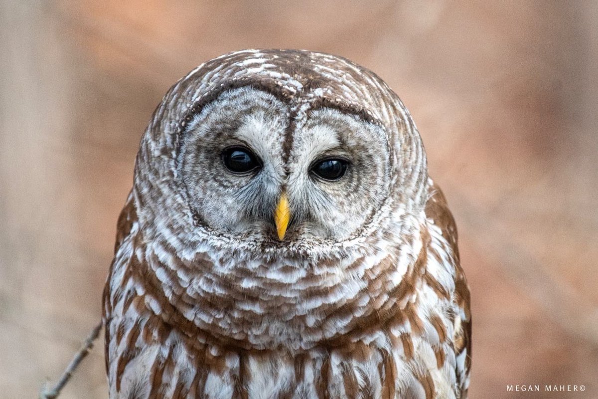 meganmaher4's tweet photo. New year, new friends 🦉#barredowl #greenwich #connecticut #owls https://t.co/jpUOaDxnwK