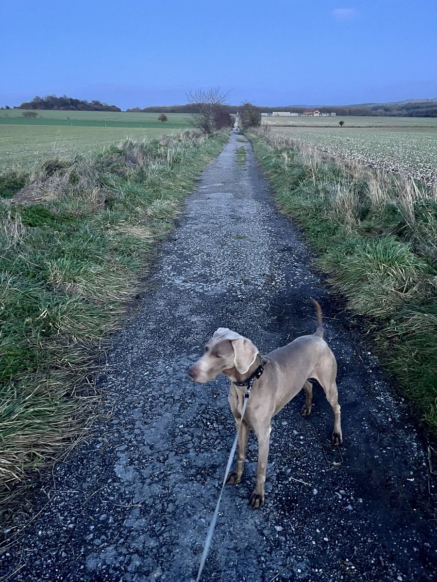 Mon AM- in school monitoring T&L
Mon PM - Instructional Coaching CPD

And home in time to walk the dog before it got dark! 

How was your Monday? 
#MondayMotivation #Mondayvibes #salisburyplain #dogwalk #cpd #teaching #learning #teachingandlearning #primary