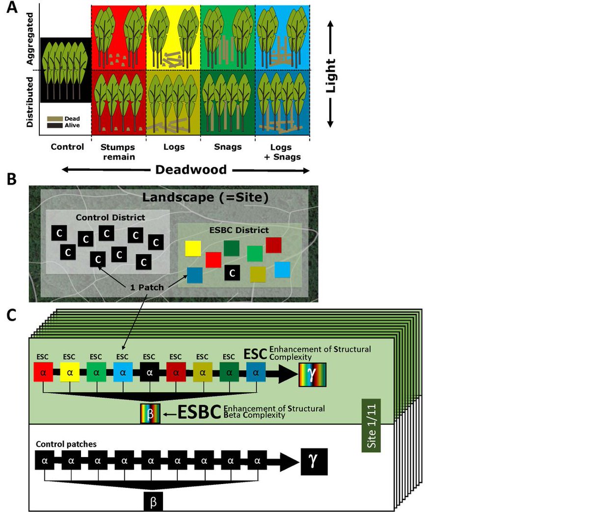 OPINION Enhancing the structural diversity between forest patches—A concept and real‐world experiment to study biodiversity, multifunctionality and forest resilience across spatial scales 📄 bit.ly/3GE5M4X