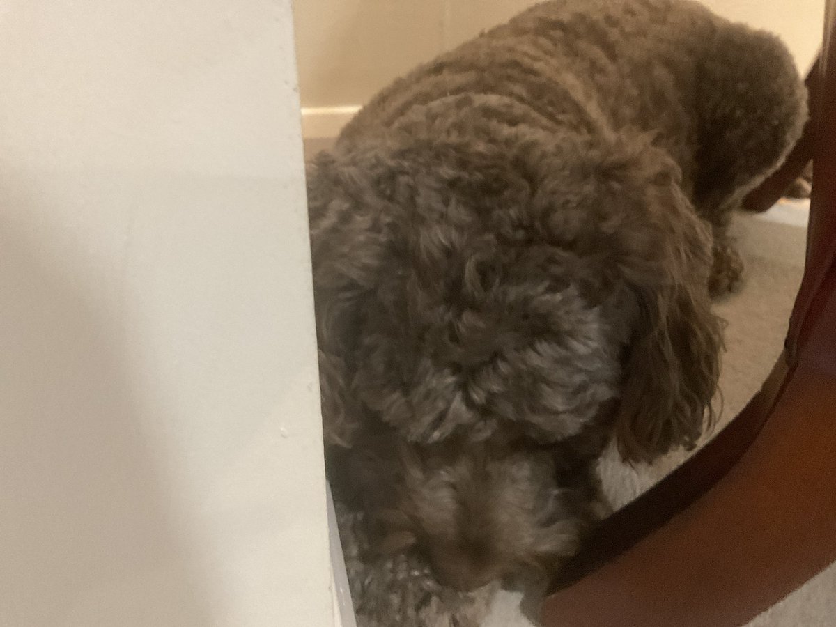 MaxCoPo1's tweet image. #Harryinterview Harry is like #covid, the infection that just keeps on giving.  Day 16 in Mum