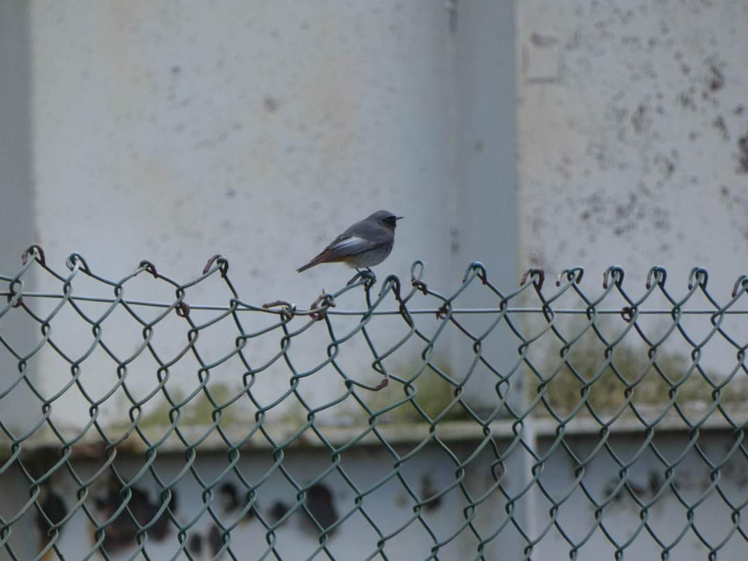Stunning male black redstart on Anglesey yesterday, there was also a female/immature nearby  <a href="/muliernatura/">Vicky</a>  @AngBirdNews