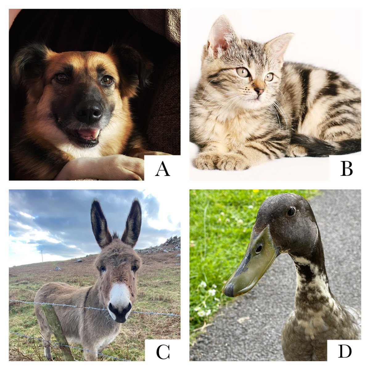 a_socialworld's tweet image. Pick your favourite animal ally 🐾

Or add your own below 👇 

#AnimalsofTwitter #CatsOfTwitter #DogsOnTwitter #Ducks #Donkeys #Introvertlife