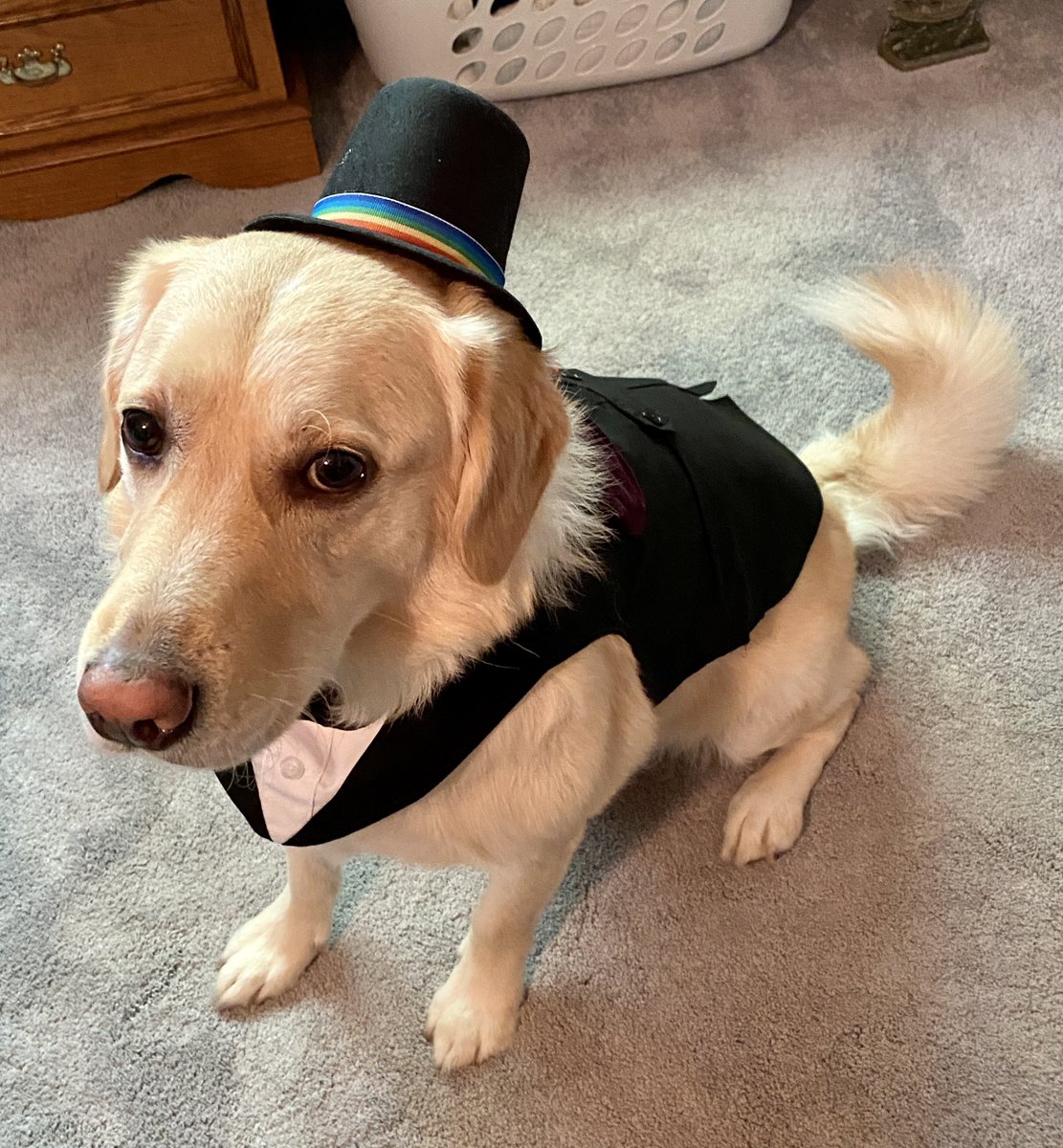 rhoworld's tweet photo. Meet Joe, Rho team member Ann Sinicrope’s furry friend! Joe loves to play dress up and wants to share a few of his "pawsome" looks in honor of #NationalDressUpYourPetDay. Which outfit is your favorite? Let us know in the comments below!🎀🐶 #LifeAtRho https://t.co/kH8ivQCMeO
