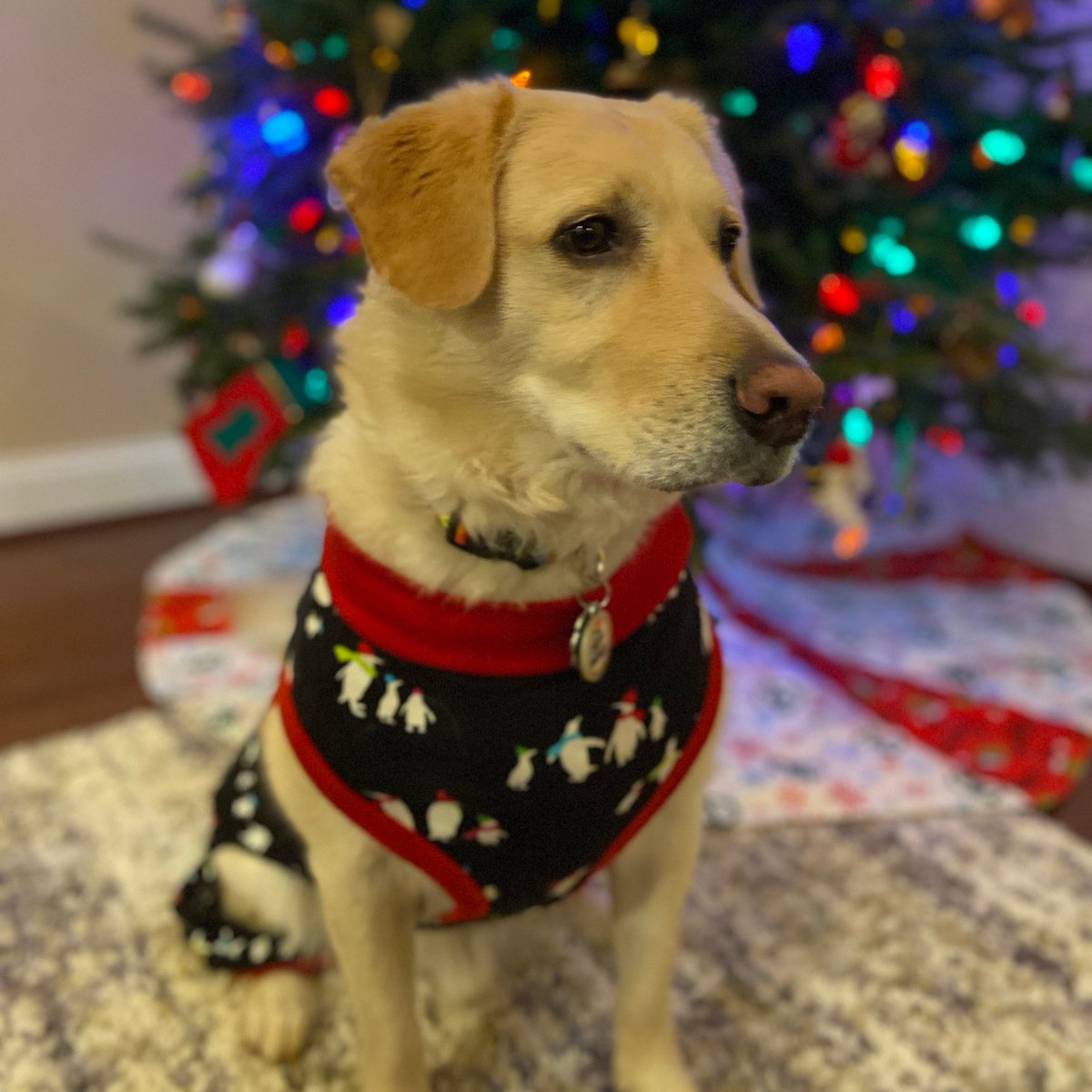 rhoworld's tweet photo. Meet Joe, Rho team member Ann Sinicrope’s furry friend! Joe loves to play dress up and wants to share a few of his "pawsome" looks in honor of #NationalDressUpYourPetDay. Which outfit is your favorite? Let us know in the comments below!🎀🐶 #LifeAtRho https://t.co/kH8ivQCMeO