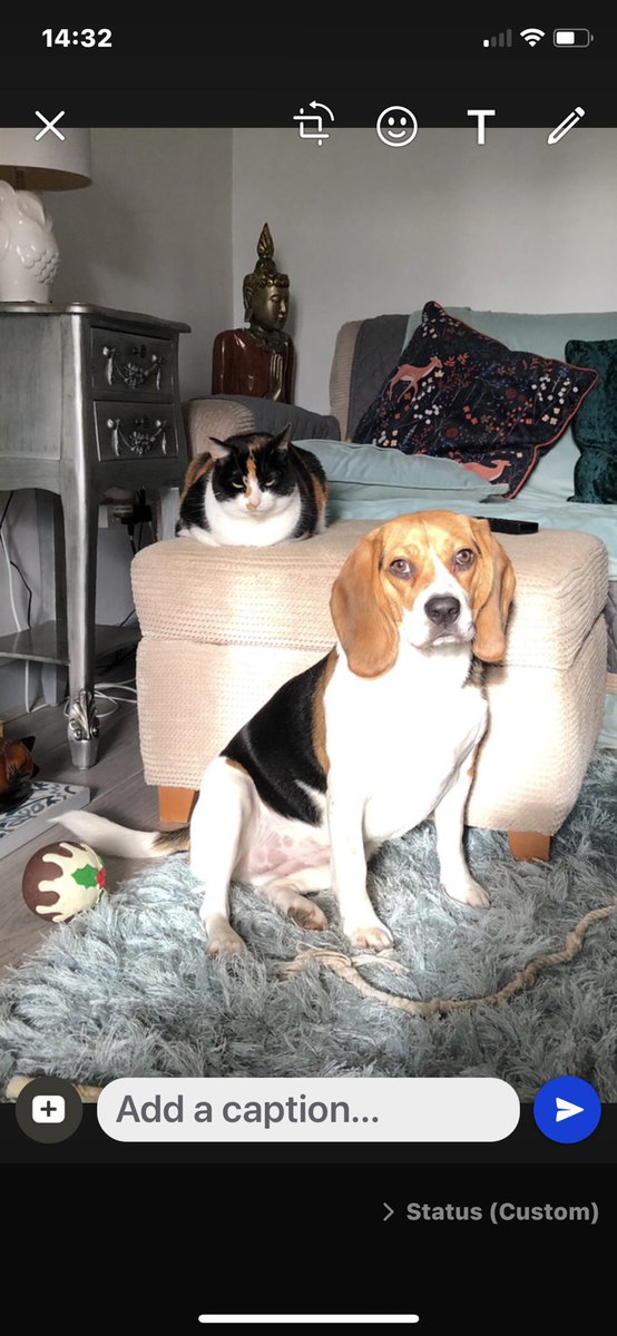 catloverruby's tweet image. Bezzy Mates 🐶 🐱