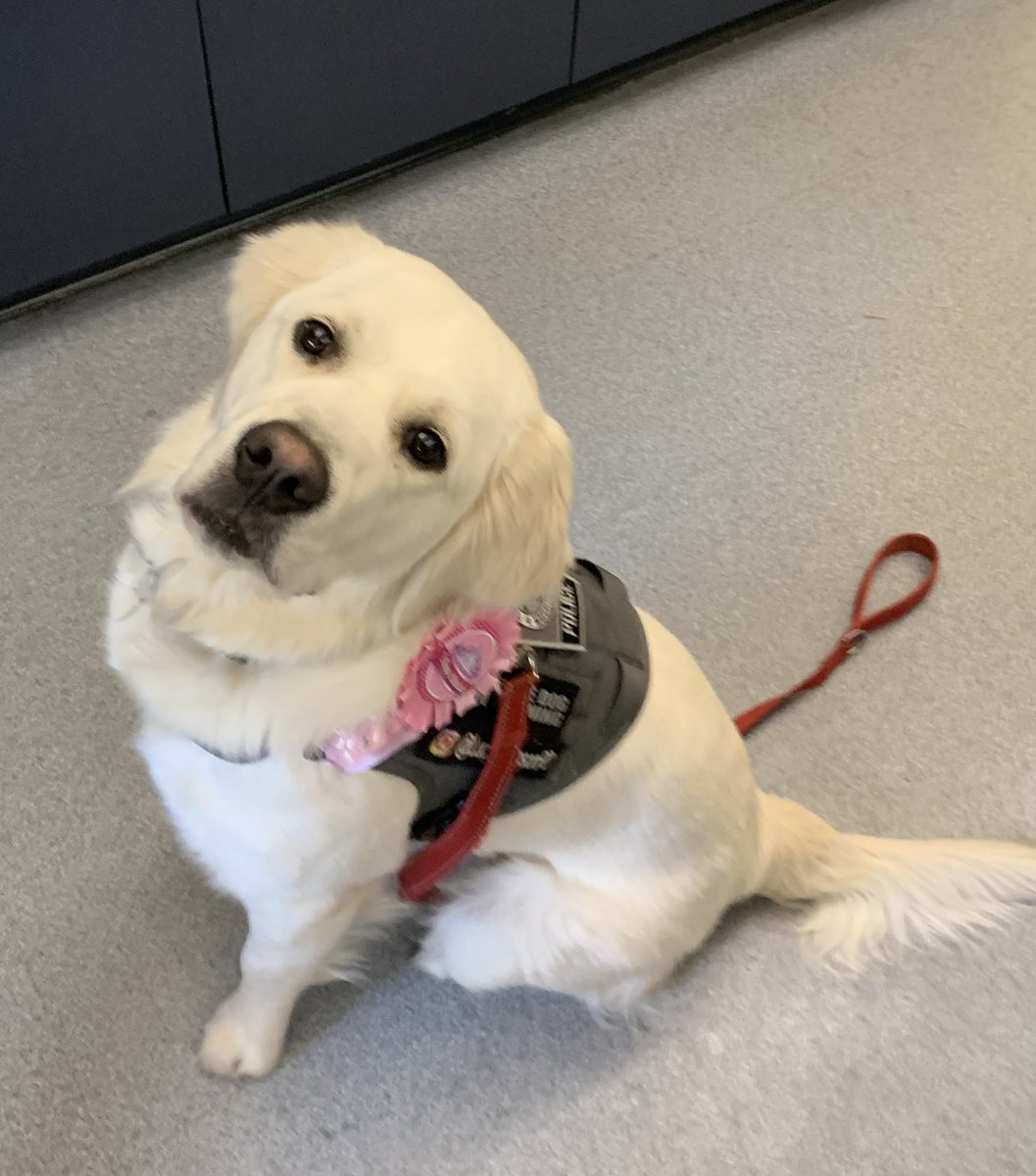 michellehuze's tweet photo. Happy 1st birthday to this sweet girl 🎊 Lucy. 💕#hansonpolice #hansonma #policedog @lucy_hansonpd on Instagram https://t.co/95dvW6OrlQ