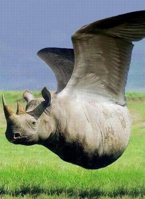 son_galen's tweet photo. @ewnupdates If You believe Rhinos can fly, be my guest.. Take the Boost.. πππ #PB4Life https://t.co/cq3cgBTcYs