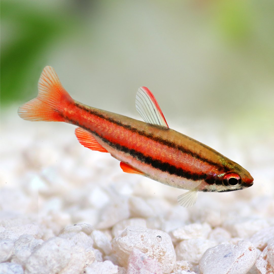 PFKmagazine's tweet photo. Coral Red Pencil Fish. Found in the Rio Nanay, Peru.
#pfk #practicalfishkeeping #pencilfish https://t.co/HX2jBhrWhg
