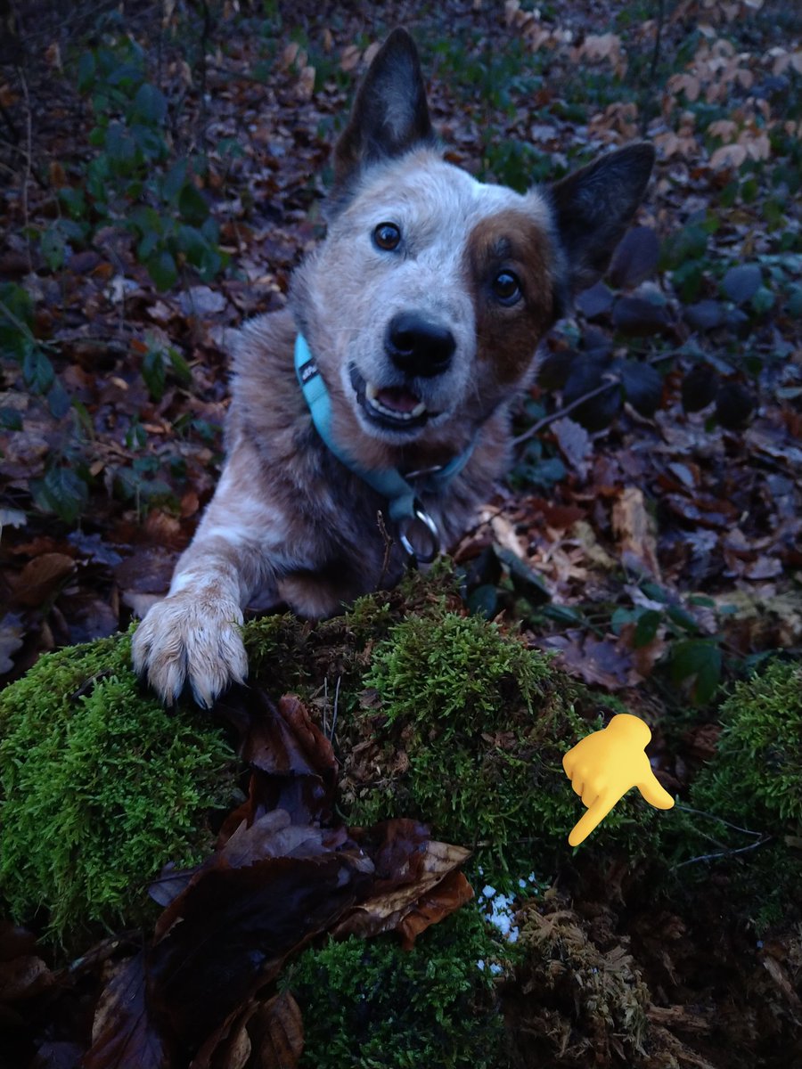 PAWPRINT_de's tweet image. Such-Experiment: Diesen Zielgeruch hat der Dude heute zum ersten Mal gesucht - und sofort gefunden 😳
Kommt ihr drauf, was er da anzeigt?
Tipp: Es ist haushaltsüblich 😉
#scentdetection