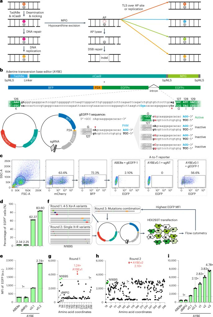 Programmable A-to-Y base editing by fusing an adenine base editor with an N-methylpurine DNA glycosylase go.nature.com/3Cwgjh6