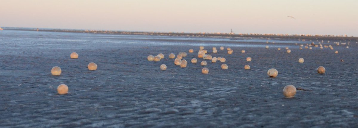 ¿Qué son los arribazones que se producen en la costa y qué pueden traer con ellos? argentina.gob.ar/noticias/que-s…