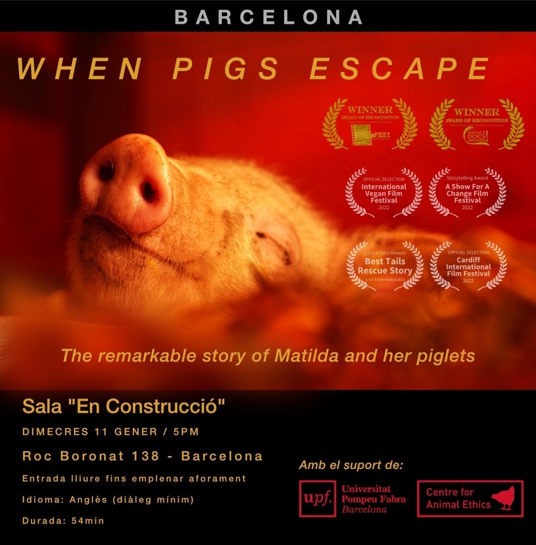 Sí als bous - El Documental (@brantafilms) on Twitter photo 🤩 Amb el suport del <a href="/UPF_CAE/">UPF-Centre for Animal Ethics</a>, When Pigs Escape tindrà el seu primer visionat a #Catalunya aquest dimecres 11 de gener al Campus Poblenou de la UPF a les 5pm!
L'entrada és gratuïta fins emplenar aforament🐽 🤩 Amb el suport del <a href="/UPF_CAE/">UPF-Centre for Animal Ethics</a>, When Pigs Escape tindrà el seu primer visionat a #Catalunya aquest dimecres 11 de gener al Campus Poblenou de la UPF a les 5pm!
L'entrada és gratuïta fins emplenar aforament🐽