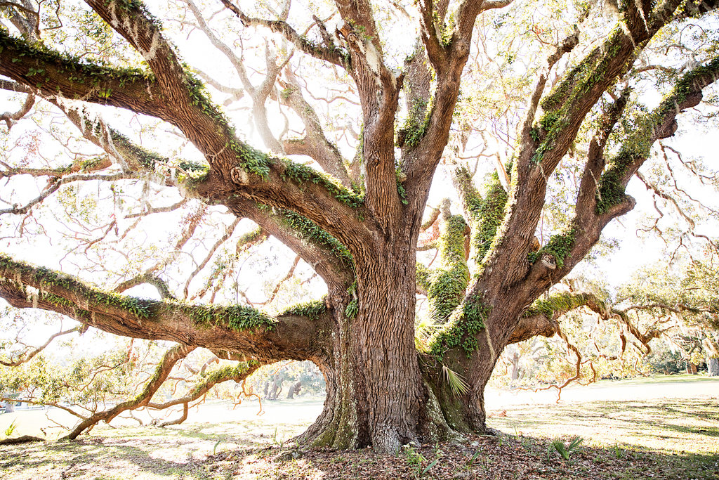 Greyfield Inn tweet media