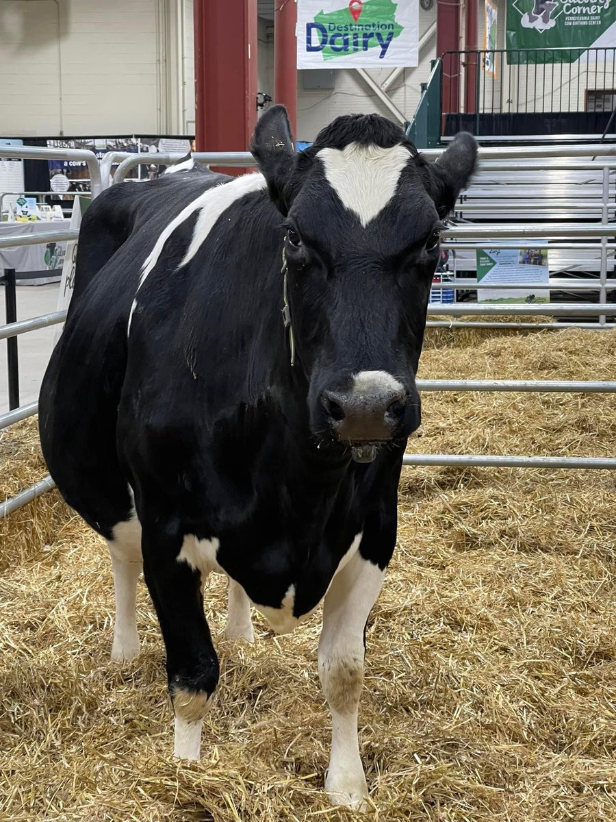 SherriBreneman's tweet photo. Happy Monday!  Dive in and make a splash! #pafs2021 #PR #dairy https://t.co/FSeEgU40sq