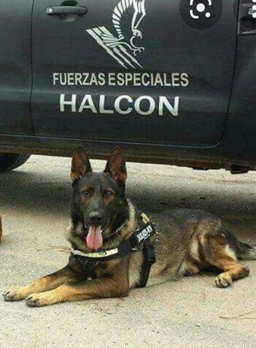 Adrian Perasso tweet media