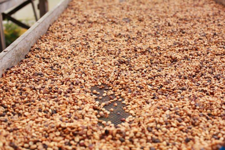AlemaniaenCR's tweet photo. ¿Qué es la NAMA Café? Se trata del primer proyecto agrícola del mundo en implementar una Acción de Mitigación (#NAMA) de emisiones que contribuyen al cambio climático. El embajador Kriener y Petra Kriener visitaron un beneficio que participó en este importante proyecto ☕️ https://t.co/NjnO9myhkh