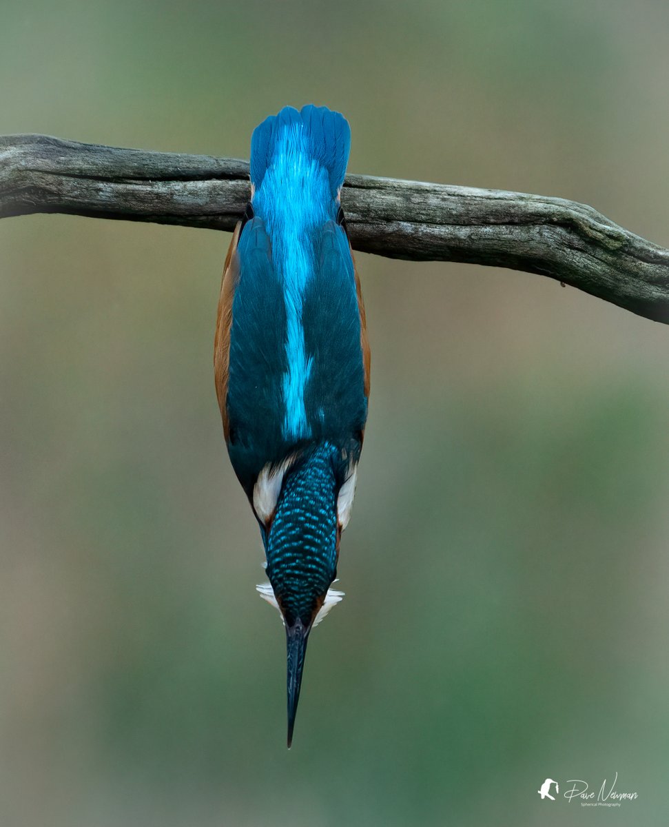 The leap of faith #kingfisher #TwitterNatureCommunity #bird #birds #SonyAlpha @SonyUK #wildlife #action #lincolnshire #nature #TWITTER #TwitterNaturePhotography @WildlifeMag @AP_Magazine #water #fishing #eye #capture