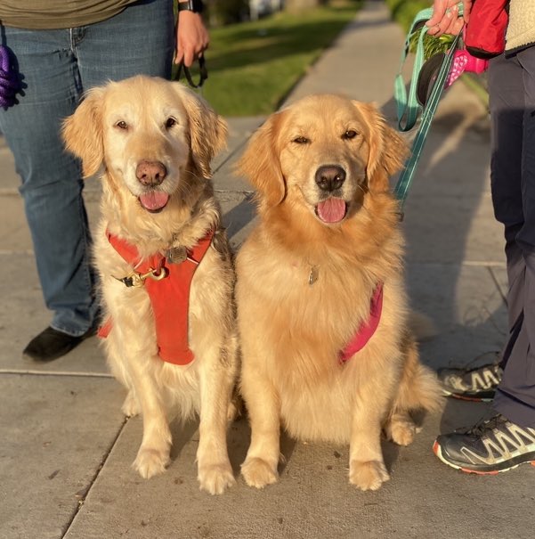 loveatfirstsit's tweet photo. Meet Tokii and Tara! On a break from the rain on a winter’s day, they took the Santa Monica’s Palisades Park by storm conquering their leash training session! Sign up for our dog training classes receive $30 off!  For more info, visit https://t.co/73RyeocSAN🦮 #dogtraining https://t.co/NiS6aVMjSG