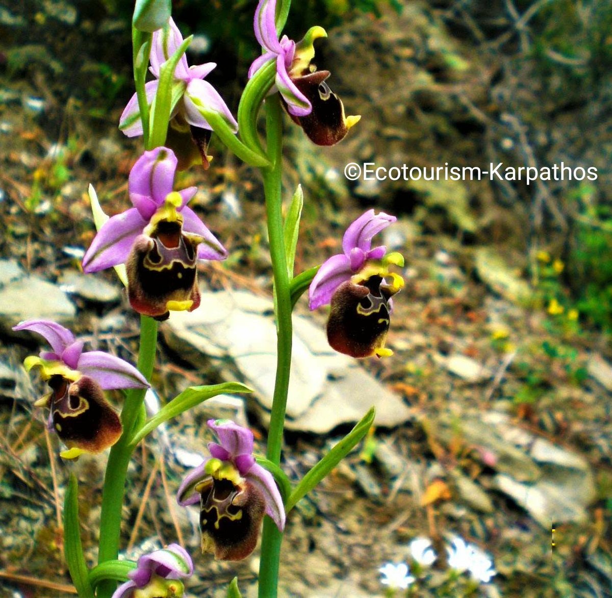 Discover the beauty of our Nature through our Botanical Tour which is starting in March!!
For more information at ecotourism-karpathos.com/en/botanical-h…

#karpathosisland #spring #botany #botanique #orchids #orchidlover #natur #greektravel #walking #greekislands #berg #montagne #hiking #nature