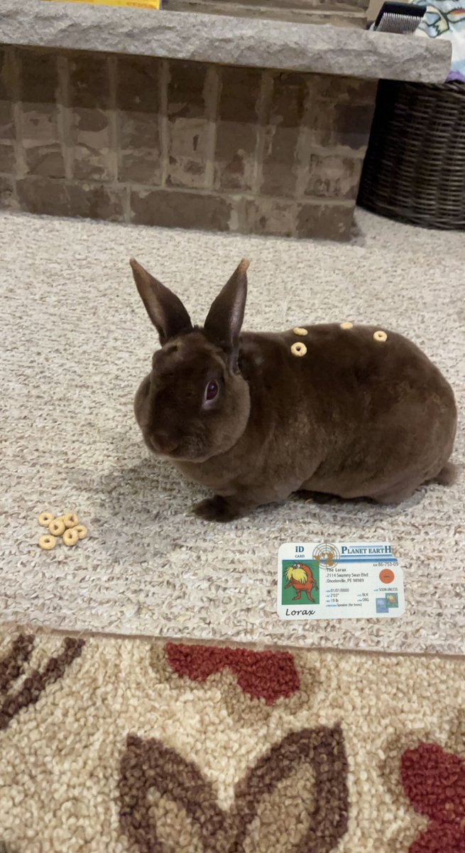 CaitlynLorax3's tweet photo. This is cocoa! He is considered an r- strategist because bunnies have many offspring and no parental care. #apesecology @franklinlorax https://t.co/pNZDu09ywc