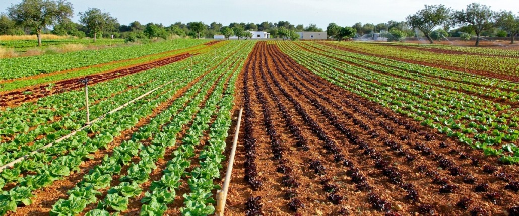 El uso de fertilizantes minerales de fósforo por parte de los agricultores ha aumentado considerablemente la fertilidad del fósforo del suelo y, en consecuencia, el rendimiento de los cultivos. bit.ly/3X0VP8s