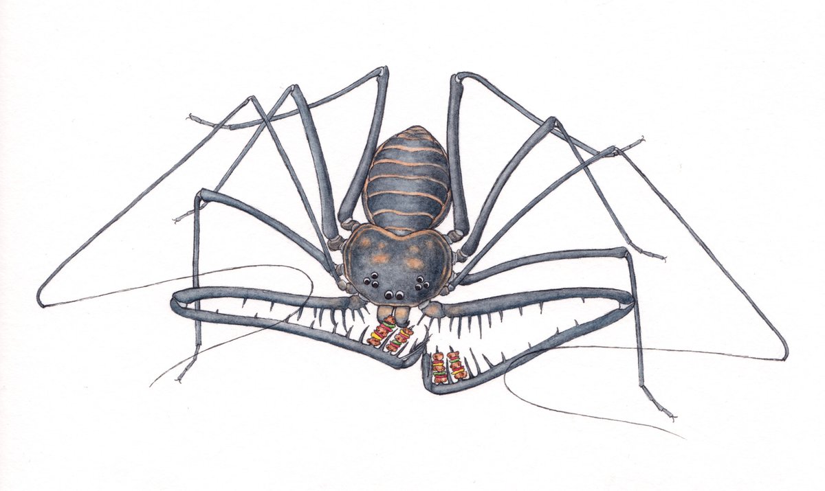 He's eating kebab 😋 Amblypygids are one my favourite animals and I've been meaning to draw one for a while