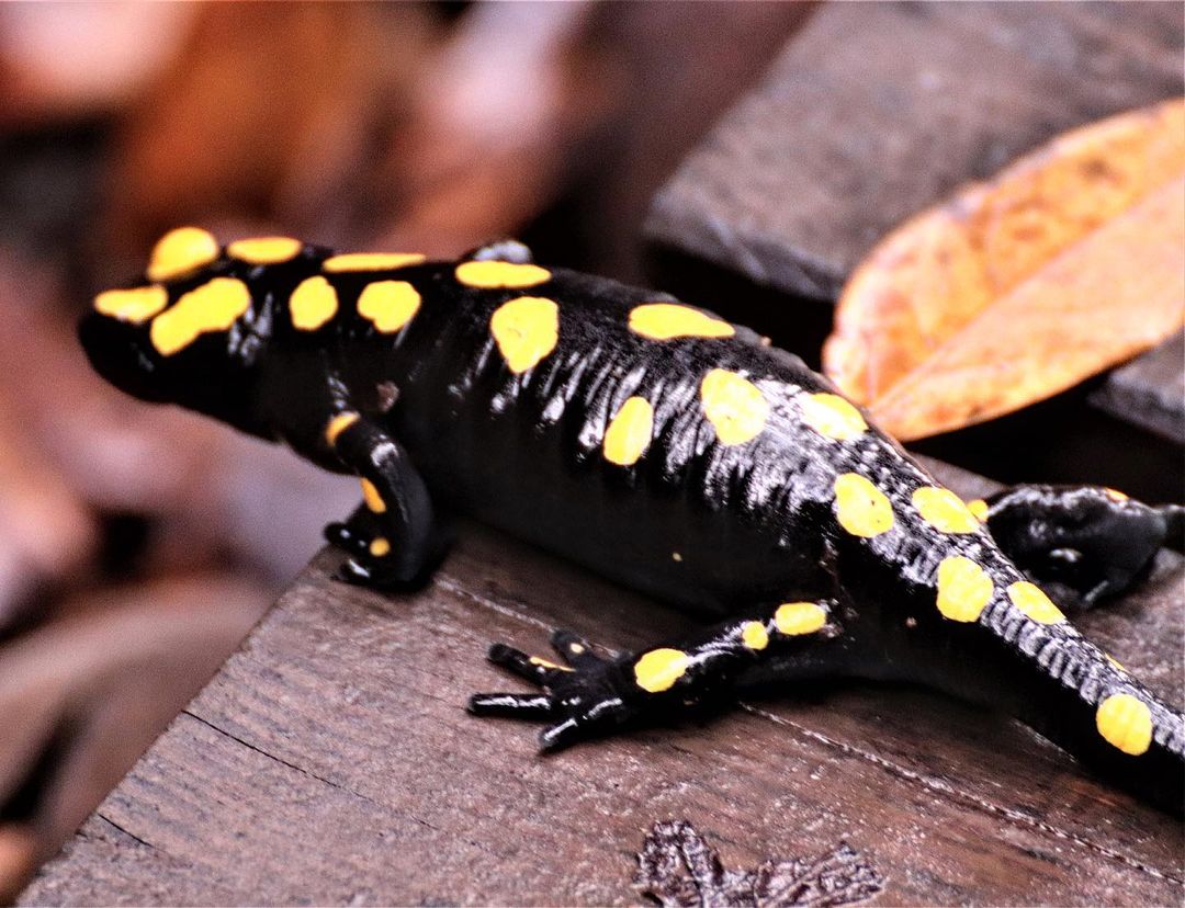 AlperJulian's tweet photo. #wildlifephotography #naturephotography #salamander #natureofisrael #israel #photography #photooftheday #teldan #wildlife #israelnaturediary

Fire salamander https://t.co/jvaFyUknm2