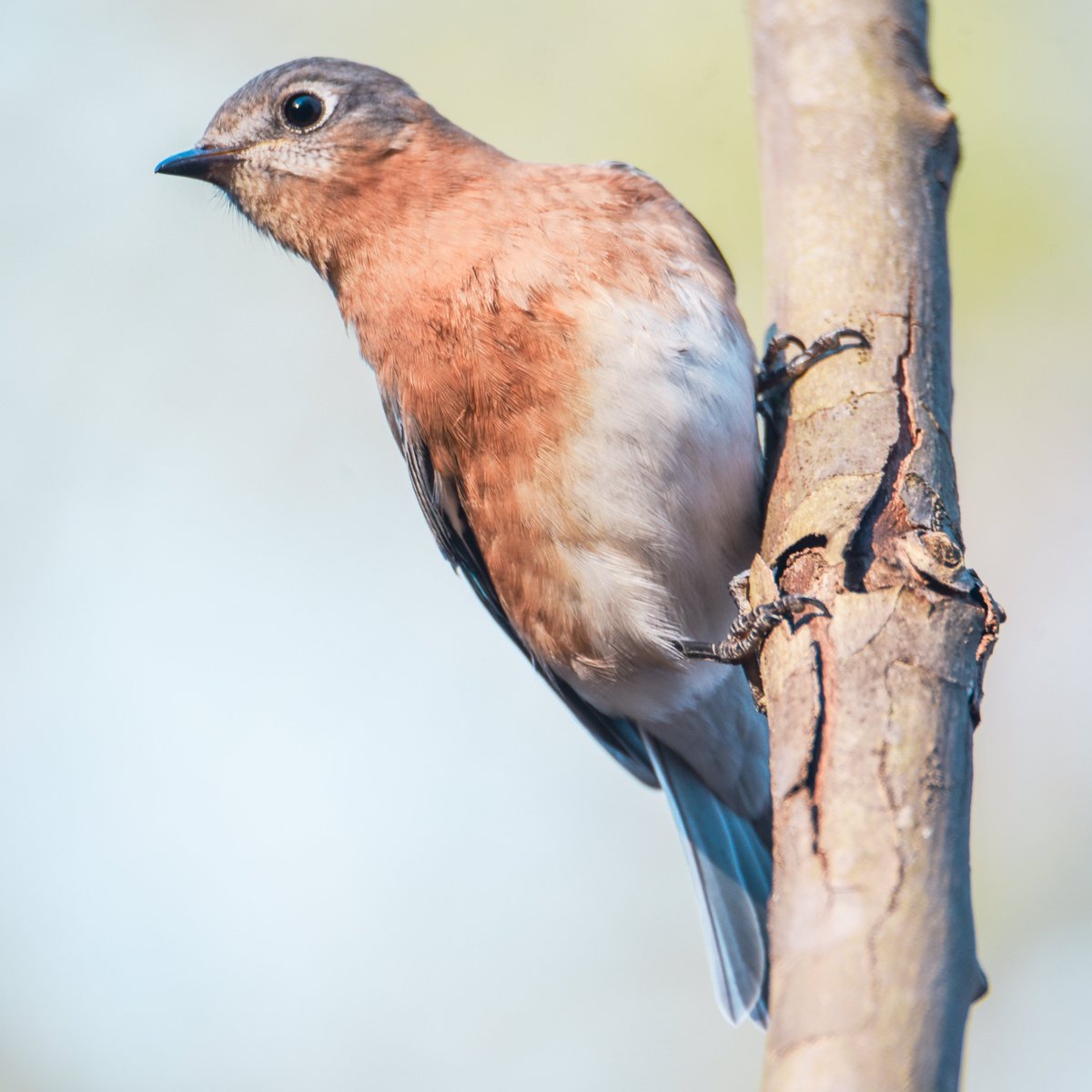 Female Blue Bird hanging around waiting for Mr. Sialia Sialis to show up.

#birds #birdphotography #wildlifephotography  #photooftheday #birding #birdphotoshow #your_best_birds #birdingphotography #birdsonearth #eye_spy_birds #wildlifeplanet #easternbluebird #easternbluebirds