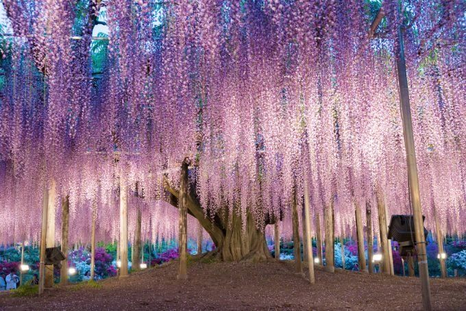 CraftingPichu's tweet photo. my bucket list now includes going to Japan to see the Ashikaga Flower Park. Wisteria trees /pos :D https://t.co/BhC3XkRZjE