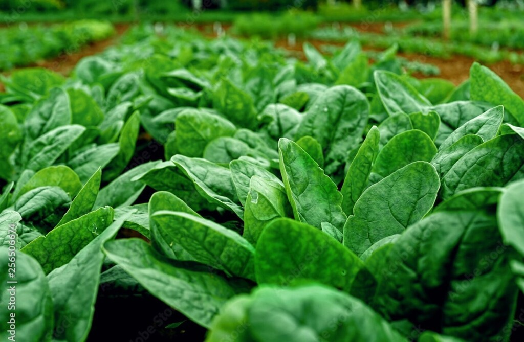 We 💚 our greens! We source our organic greens from our Legacy Organic Gardens in Española whenever possible, so you get the tastiest and most nutritious local veggies.
#vegan #plantpower #eatyourveggies #albuquerque #vegetarian #foodies #restaurants … instagr.am/p/CnNDxTqAycq/