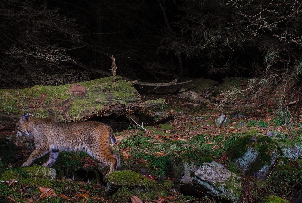 Gavriel Cambridge tweet media