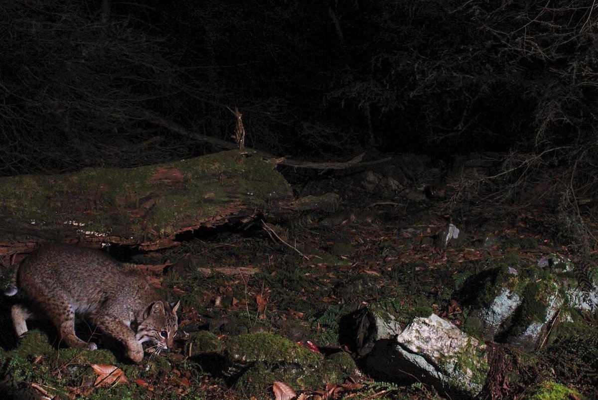 Gavriel Cambridge tweet media