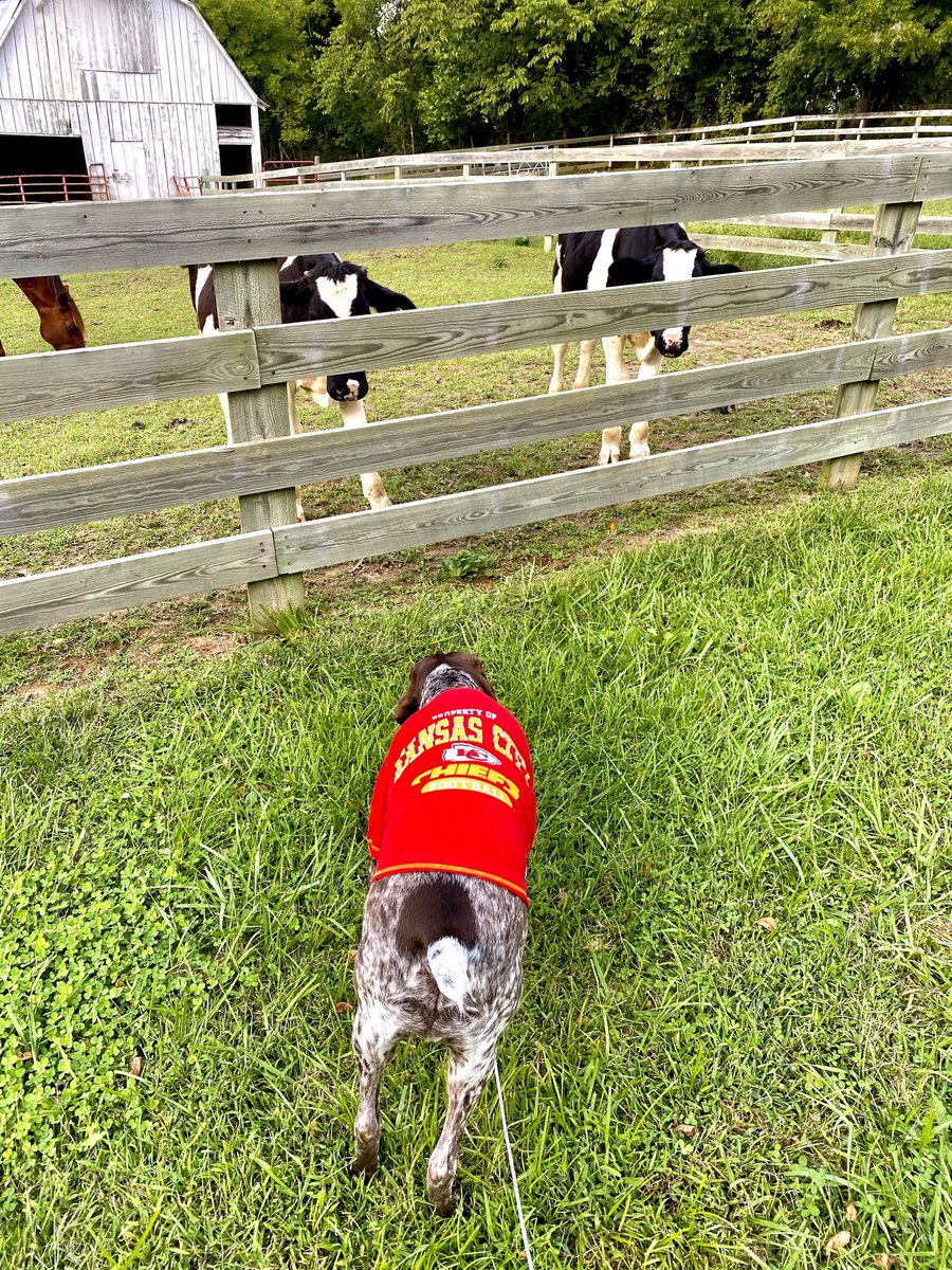 Kesterballs_11's tweet photo. On game days, Chief wears his #Chiefs shirt. #GEHASweepstakes @GEHAField https://t.co/3NGFnaj8VU