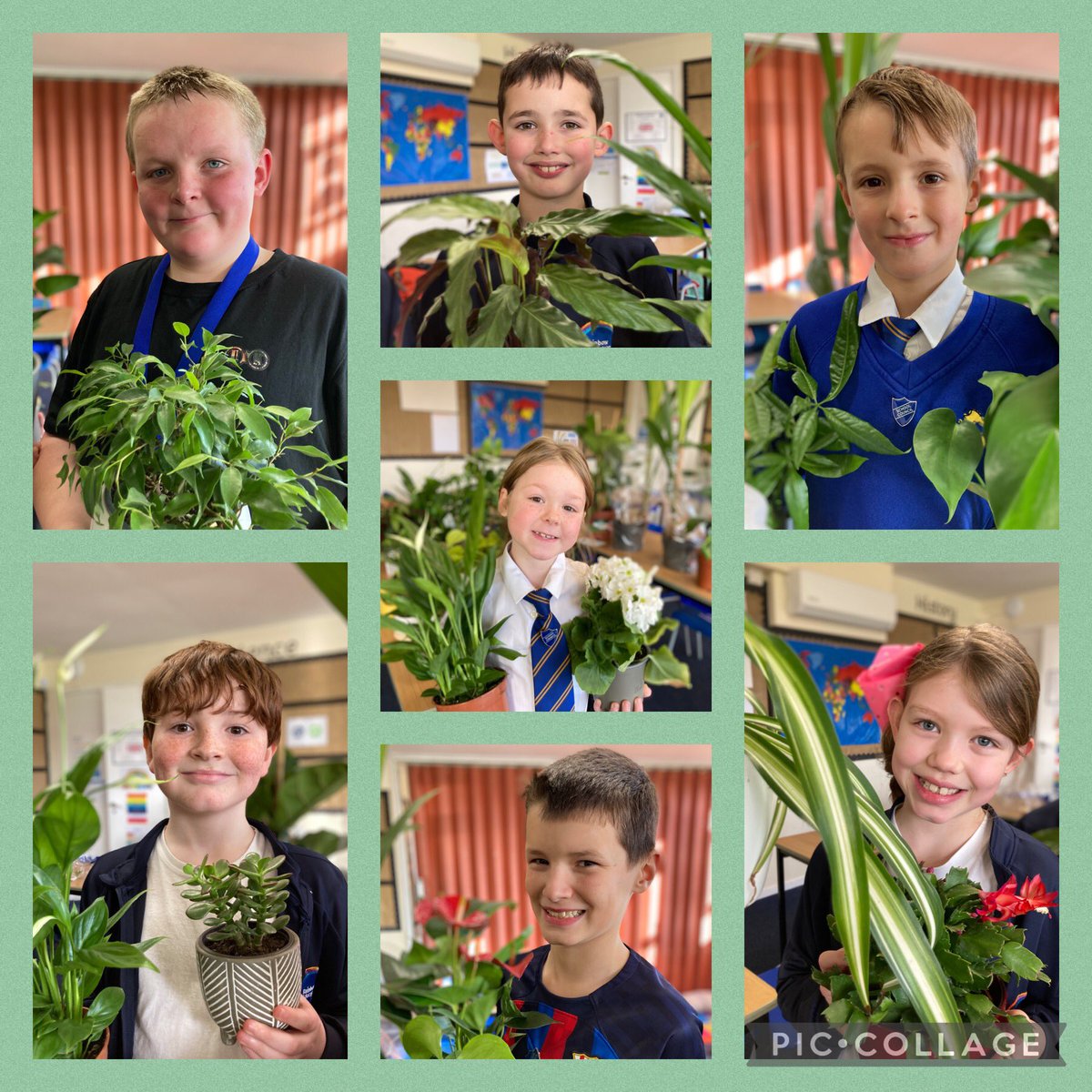 ShoresideYear3's tweet photo. @Shoreside1234 school councillors have been busy organising our huge collection of indoor plants. Tomorrow, the entire school council team will be distributing them around school. #positivewellbeing #bringtheoutsidein
@MrPowerREMAT 
@MissKnipeREMAT 
@RainbowEduMAT https://t.co/PplOezCIKJ