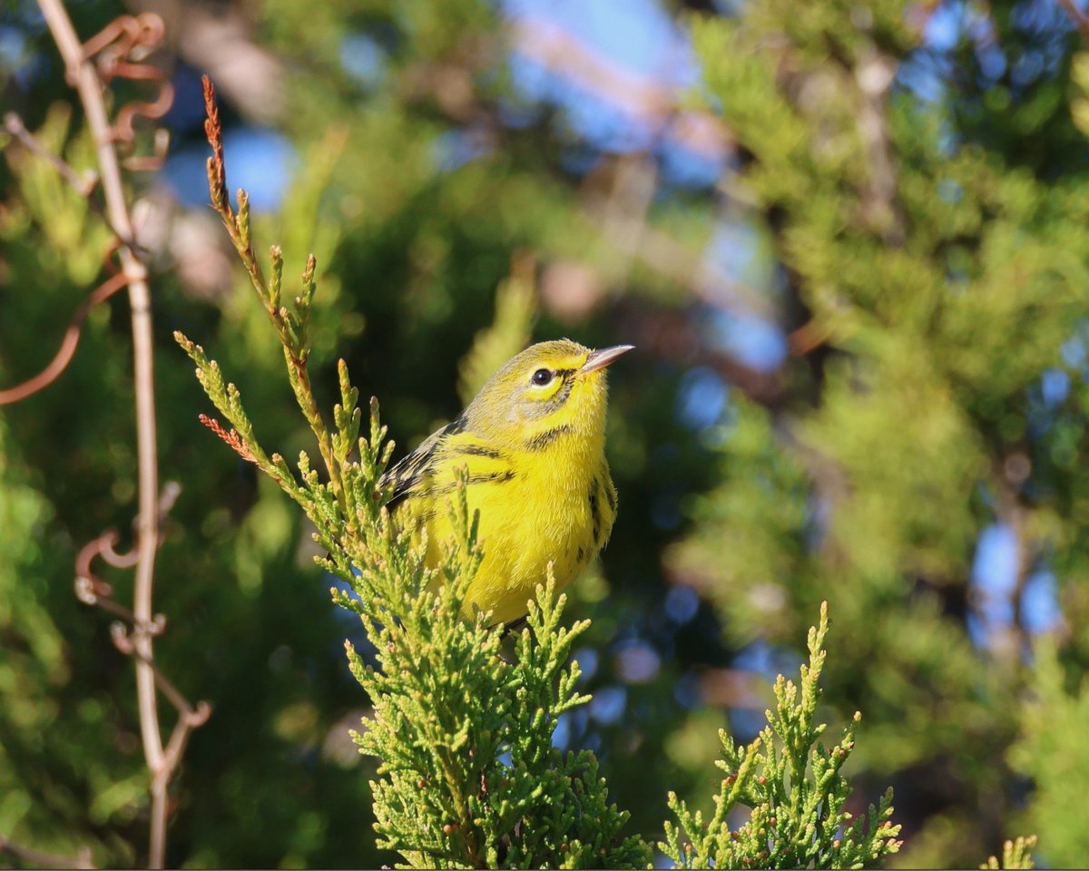 BHIConservancy (@bhiconservancy) on Twitter photo Over the holidays, the Conservancy and volunteers assisted with the <a href="/AudubonNC/">Audubon North Carolina</a> #ChristmasBirdCount. See the complete checklist in our latest Notes From the Field: ow.ly/GIoP50MlNQV
🆔 Prarie Warbler
📸 Courtesy of Jamie Adams
#birding #CBC2022 Over the holidays, the Conservancy and volunteers assisted with the <a href="/AudubonNC/">Audubon North Carolina</a> #ChristmasBirdCount. See the complete checklist in our latest Notes From the Field: ow.ly/GIoP50MlNQV
🆔 Prarie Warbler
📸 Courtesy of Jamie Adams
#birding #CBC2022