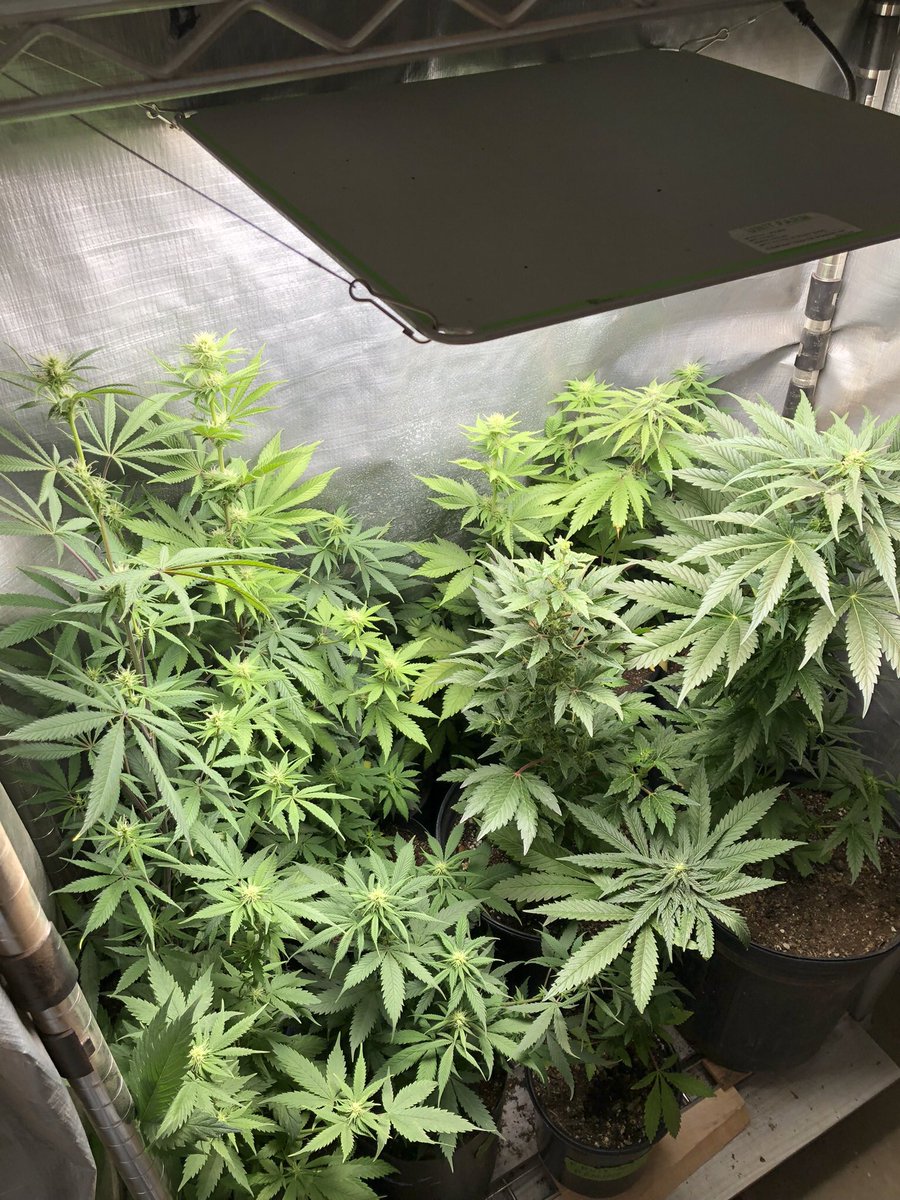 bobmarshinaz's tweet photo. Week 2 of flower under @UNITFARM_led #UFS3000LED Grow lights. 6 or 7 weeks to go. https://t.co/lp7vZjJ6aY