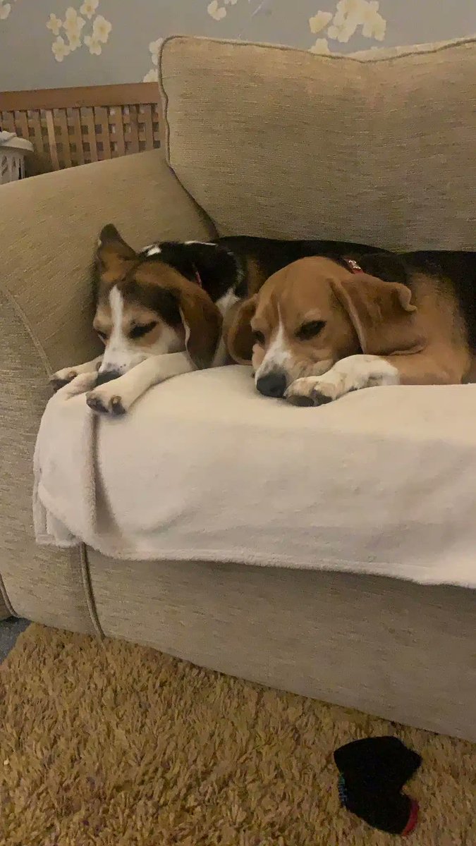 swbrescue's tweet photo. 🐾 Dexter &amp; Nala need your help to find a home! 
Currently in #westsussex please see their profile below for more details &amp; contact us if you can help!

https://t.co/LeI9GyzH3r

#RescueDogs #AdoptDontShop #dogsoftwitter https://t.co/8TOgpajwdY