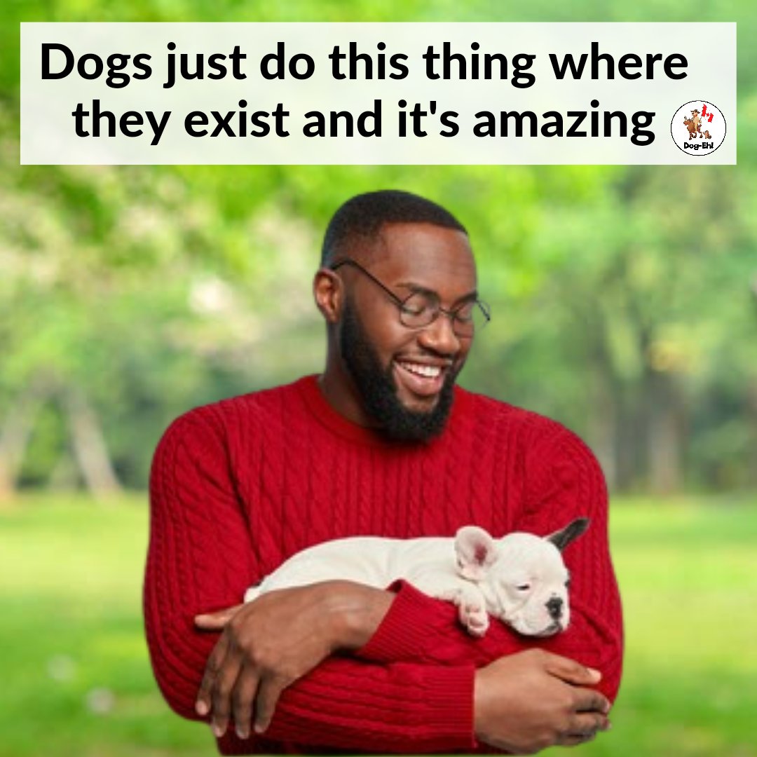 DogEhOfficial's tweet photo. What does your dog do that makes your heart smile?

#questionfordoglovers #dogquestion #dogloversunite #puppylove #doghappiness #furbabylove #woofwoofjoy #dogjoy #doggysmiles #happydoggy #puppypals #furryfriendlove #puppypower #happydogquotes #dogquote #dogeh https://t.co/K48W7rDnYp