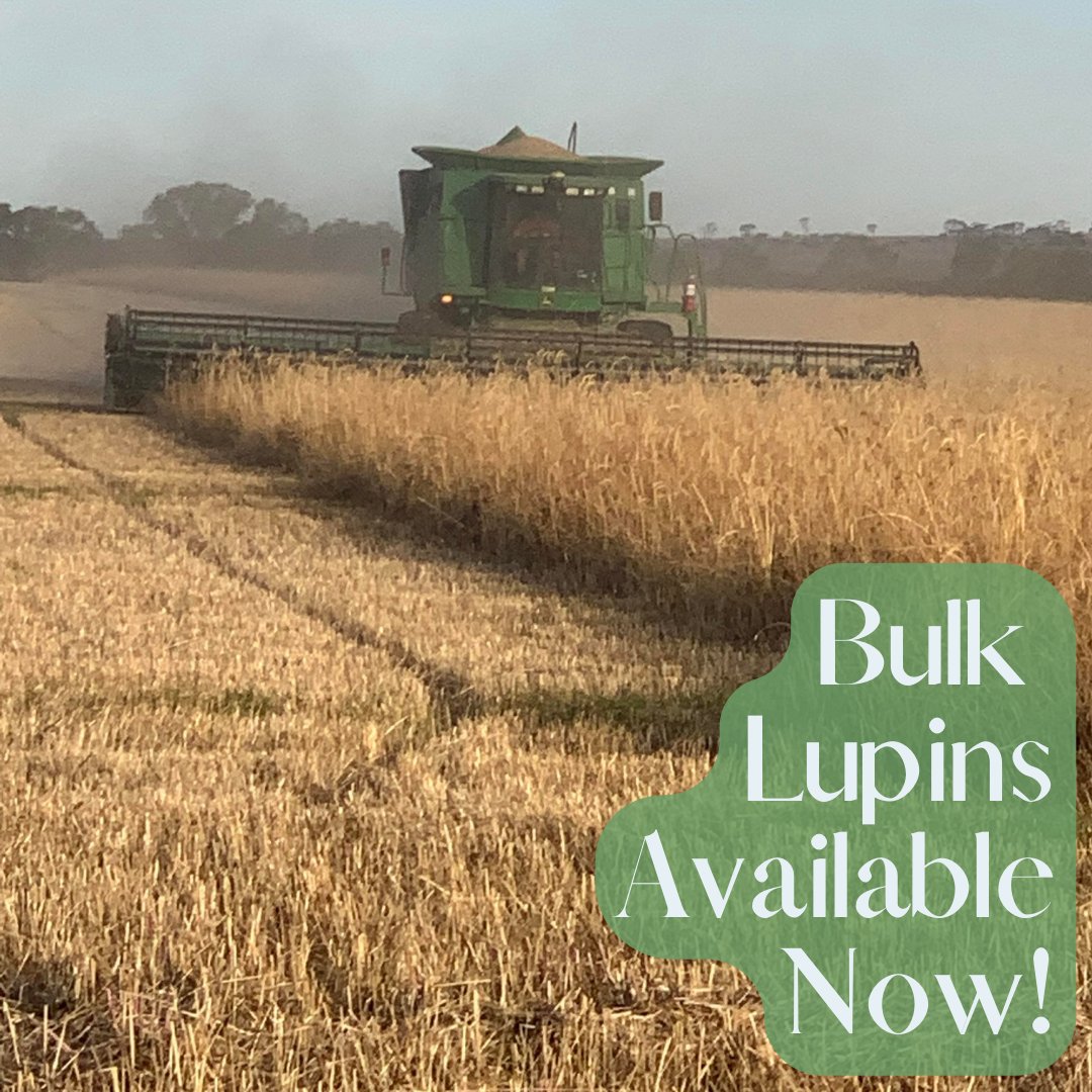ORICoopOZ's tweet photo. Bulk #certified #organic lupins now available.
* Lupins (in bulk)
- Gluten free bulk flour
- Whole bulk lupins
- High protein bulk livestock feed'
For more info, visit https://t.co/how3BMPvGT
#organic #grain #ORCA #bulkgrain #shortsupplychain #lupins #livestock #bulkfeed https://t.co/f2VPXFesVm