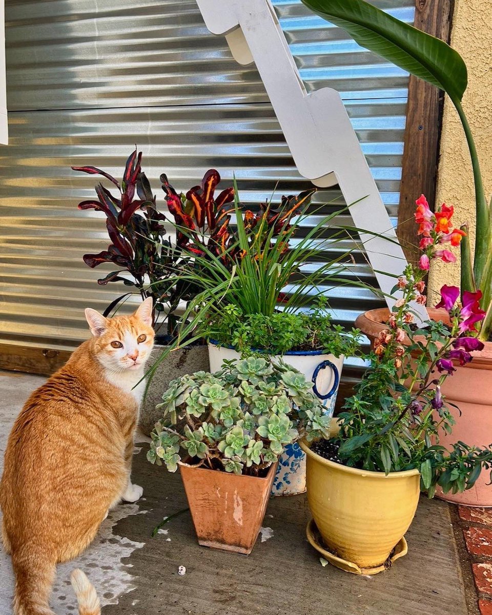 CatioGuy's tweet photo. Riverside California screened-in porch / catio 🐱 https://t.co/EpAzOdwDUz