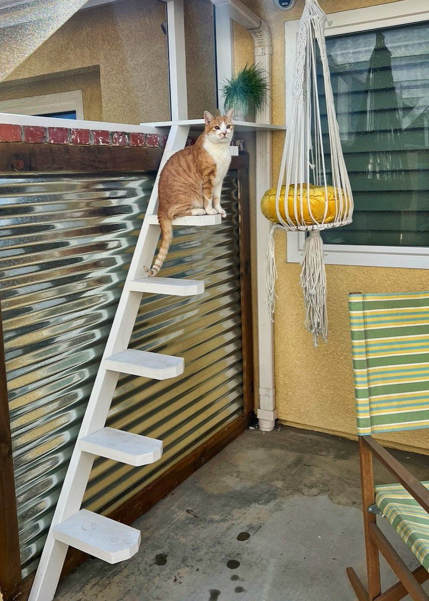 CatioGuy's tweet photo. Riverside California screened-in porch / catio 🐱 https://t.co/EpAzOdwDUz
