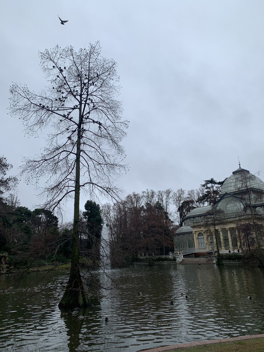 BearPerci's tweet photo. @MADRID ,@_ElRetiro @MadridParques , es una pena que con lo bonito que es el Retiro, cada día mi perra se encuentre (y coma) cacas de PERSONA. En arbusto y con kleenex. Asquerosa la falta de civismo, y desesperante no saber qué hacer ante ella. https://t.co/tM6zF9Zmio
