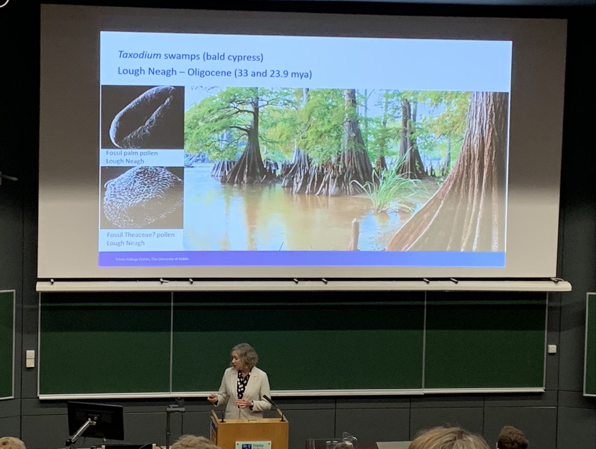 Our lab PI, Dr Jennifer McElwain, presenting a keynote on the potential of paleo-traits in palaeobotany, at the Ecology & Evolution Ireland 2023 conference. It was an excellent two days, with a huge amount of exciting research presented on. 

@irish_ecology @ERC_Research