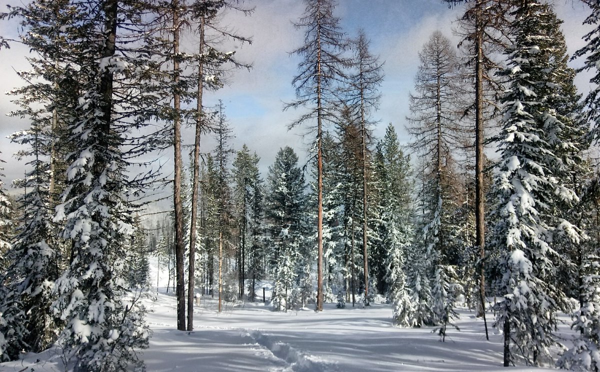 ForestServiceNW's tweet photo. Dust of Snow

The way a crow
Shook down on me
The dust of snow
From a hemlock tree

Has given my heart
A change of mood
And saved some part
Of a day I had rued.

--Robert Frost https://t.co/WvD3aEusLY