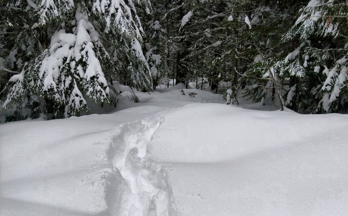 ForestServiceNW's tweet photo. Dust of Snow

The way a crow
Shook down on me
The dust of snow
From a hemlock tree

Has given my heart
A change of mood
And saved some part
Of a day I had rued.

--Robert Frost https://t.co/WvD3aEusLY