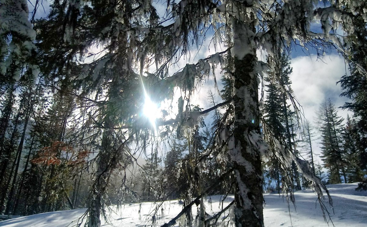 ForestServiceNW's tweet photo. Dust of Snow

The way a crow
Shook down on me
The dust of snow
From a hemlock tree

Has given my heart
A change of mood
And saved some part
Of a day I had rued.

--Robert Frost https://t.co/WvD3aEusLY